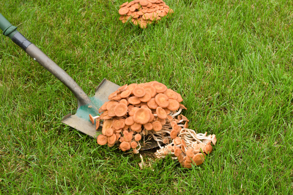 Expert Tips for Removing Unwanted Mushrooms From Your Yard