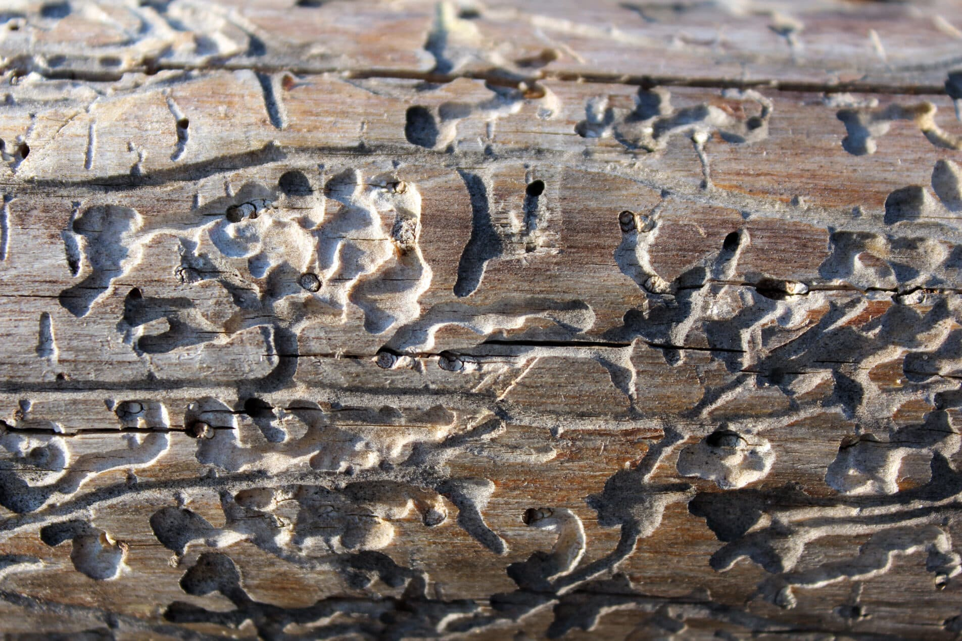 3 Most Common Pests On Wood Decks | Decks & Docks in Little Bugs On Wood Deck