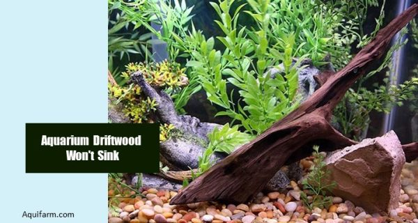Aquarium Driftwood Won't Sink:10 Easy Ways To Fix It in Sophisticated Bites That Won't Sink Your 2026 Pool Party