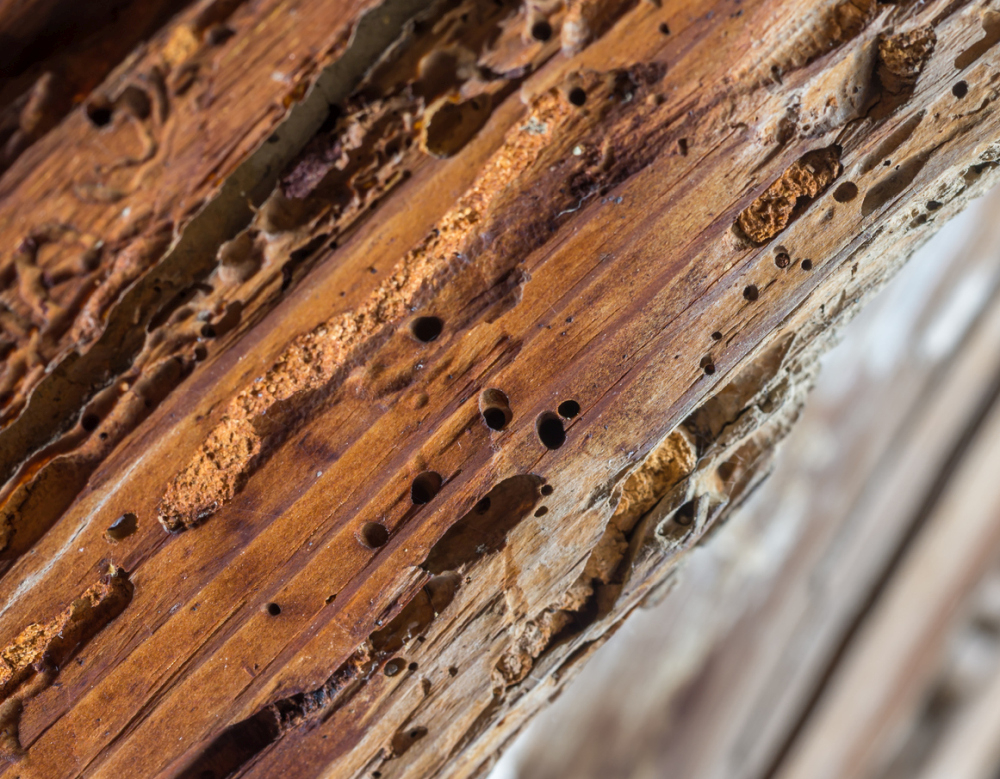 Get Rid Of Wood Mites with Little Bugs On Wood Deck