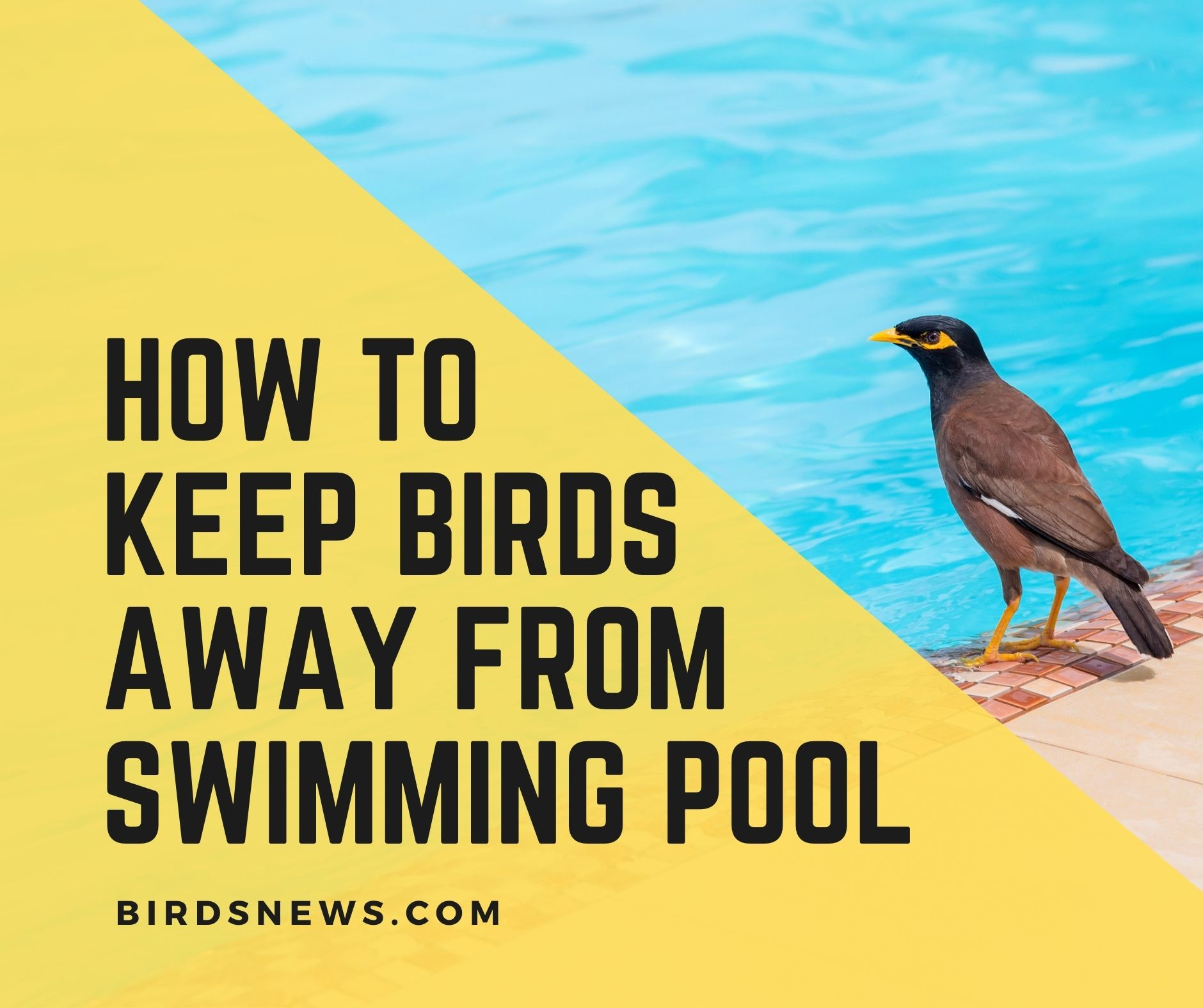 How To Keep Birds Away From Your Pool? 15 Ways - Birds News inside The Most Effective Ways to Protect Your Pool from Birds This Summer