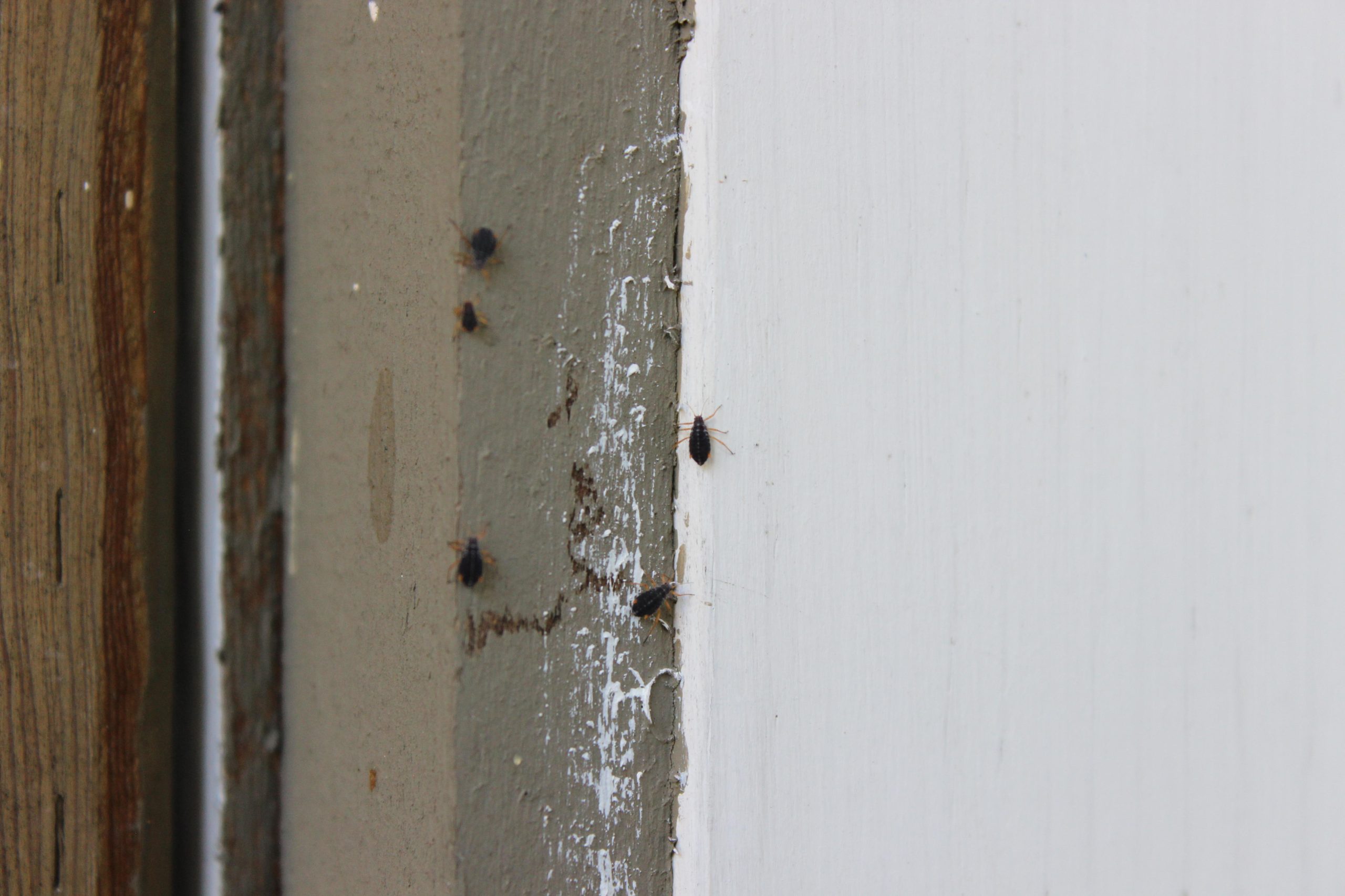 These Little Bugs Are Crawling All Over My Back Deck. Seem To Only Be ... regarding Little Bugs On Wood Deck