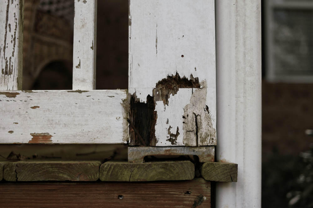Tiny Bugs Damaging Your Deck? Here’s How To Stop Them – Sesentllc inside The Hidden Damage Little Bugs Cause to Wood Decks Over Time