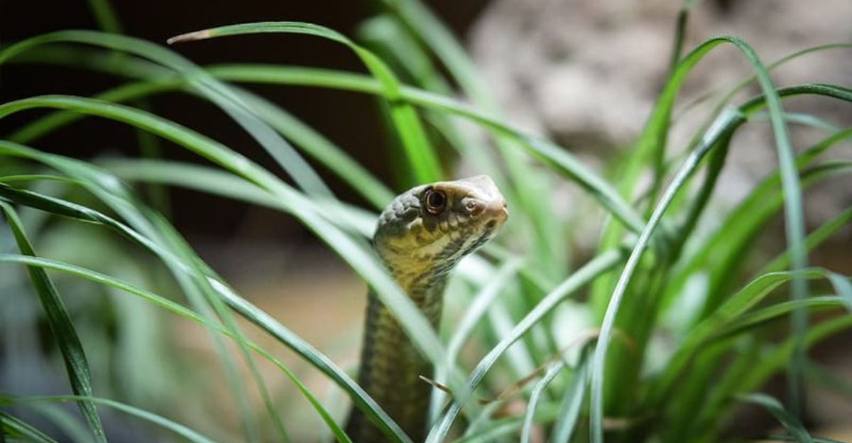 12 Ways To Keep Snakes Out Of Your Yard For Good - Complete Gardening within What Really Works for Keeping Rattlesnakes Out of Your Garden