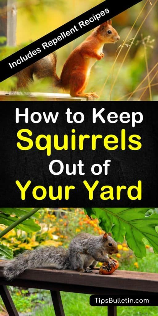 17+ Incredibly Easy Ways To Keep Squirrels Out Of Your Yard | Get Rid ... intended for How To Get Rid Of Squirrels In Your Yard