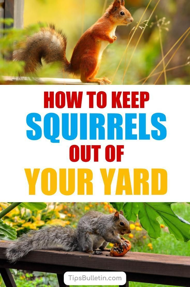 17+ Incredibly Easy Ways To Keep Squirrels Out Of Your Yard | Get Rid ... intended for Simple Household Items That Keep Squirrels Out of Your Yard Without Harm