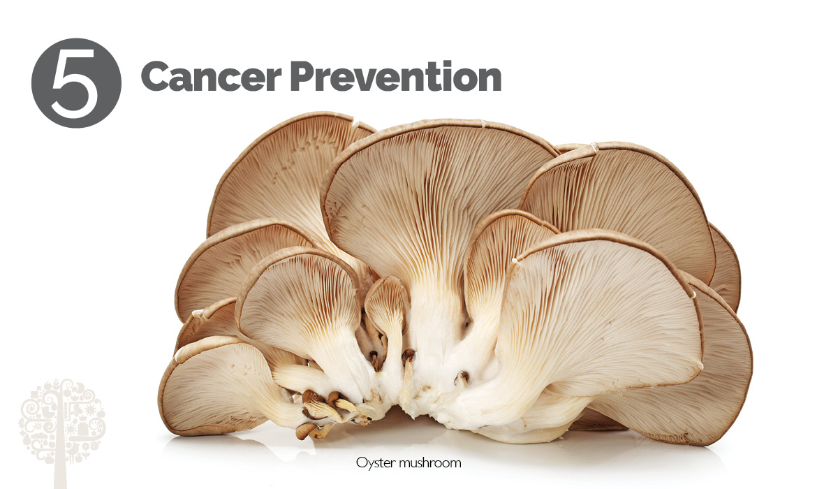 5 Cool Ways Mushrooms Help Boost Human Health | Gcm intended for How To Rid Yard Of Mushrooms