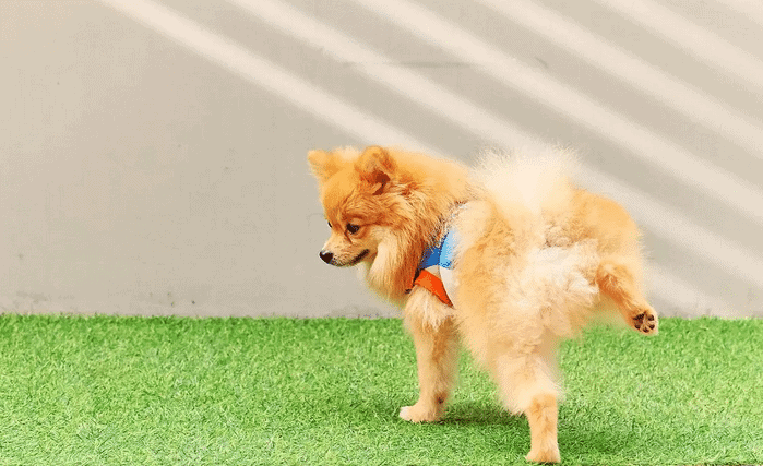 5 Tips To Neutralize Dog Pee Smell On Artificial Grass for Stop Embarrassing Guests by Removing Dog Pee Smell From Your Lawn Today