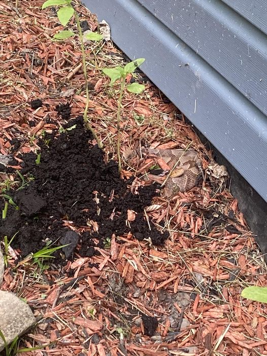 8 Easy Ways To Keep Snakes Away From Your Yard pertaining to What Really Works for Keeping Rattlesnakes Out of Your Garden