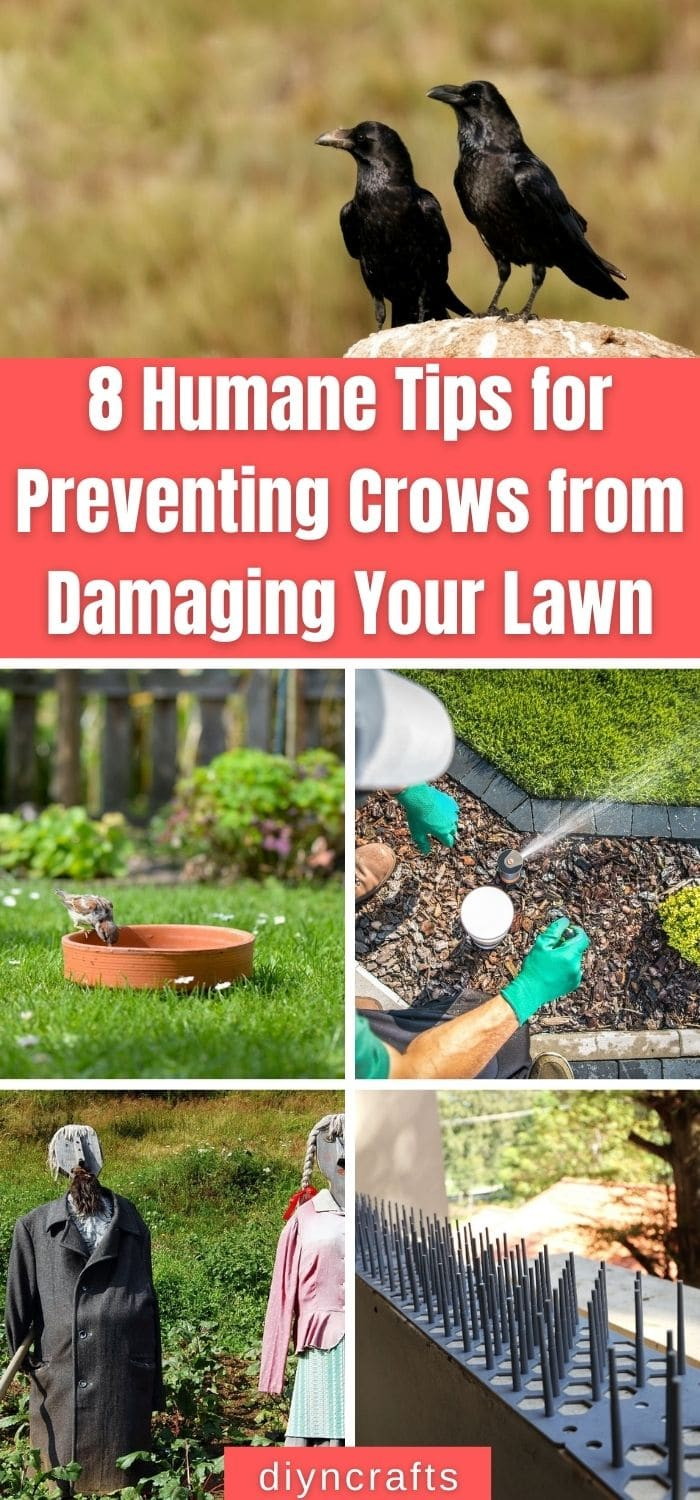 8 Humane Tips For Preventing Crows From Damaging Your Lawn - Diy & Crafts for Simple Ways to Stop Crows from Digging Up Your Lawn This Season