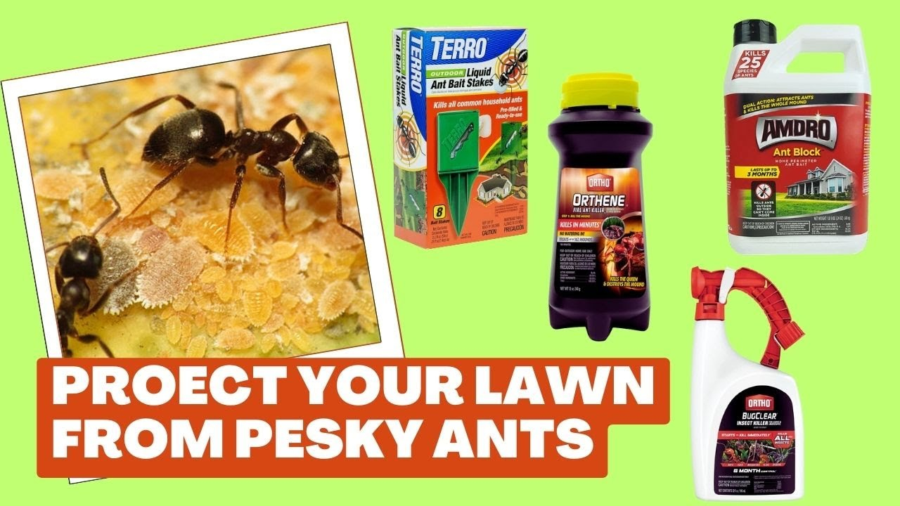 What Experts Recommend for Removing Ant Colonies from Your Yard