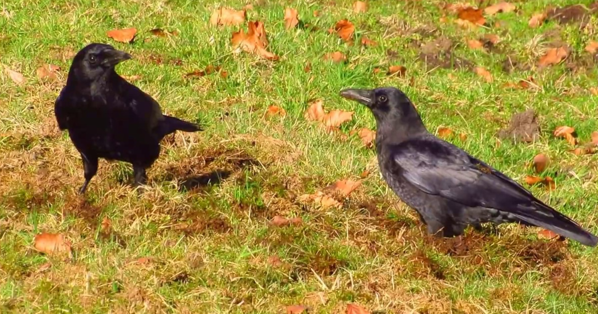 Crow Lawns Damage throughout Simple Ways to Stop Crows from Digging Up Your Lawn This Season