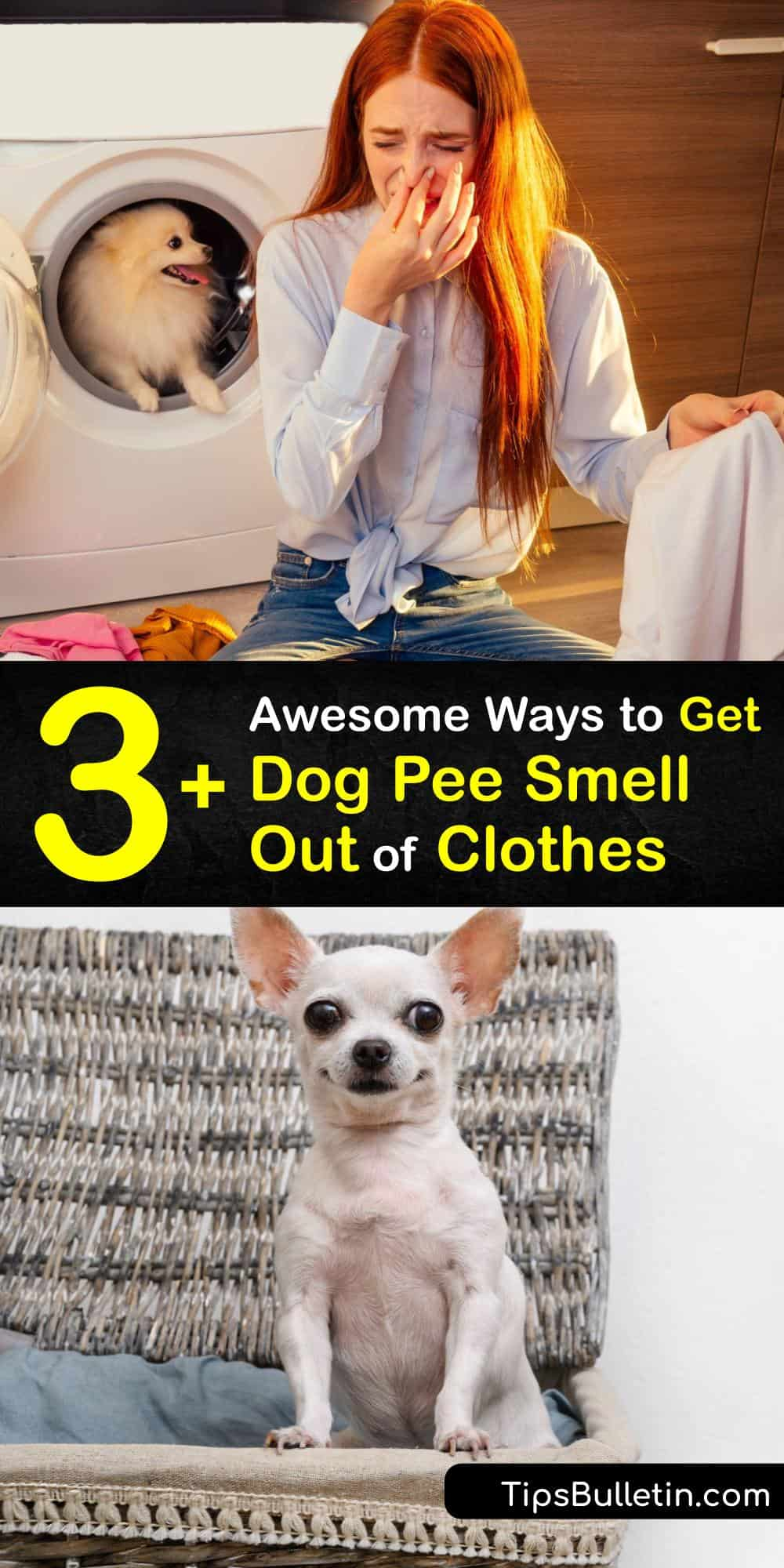 Dog Pee Smell In Garage At John Dumas Blog throughout Stop Embarrassing Guests by Removing Dog Pee Smell From Your Lawn Today