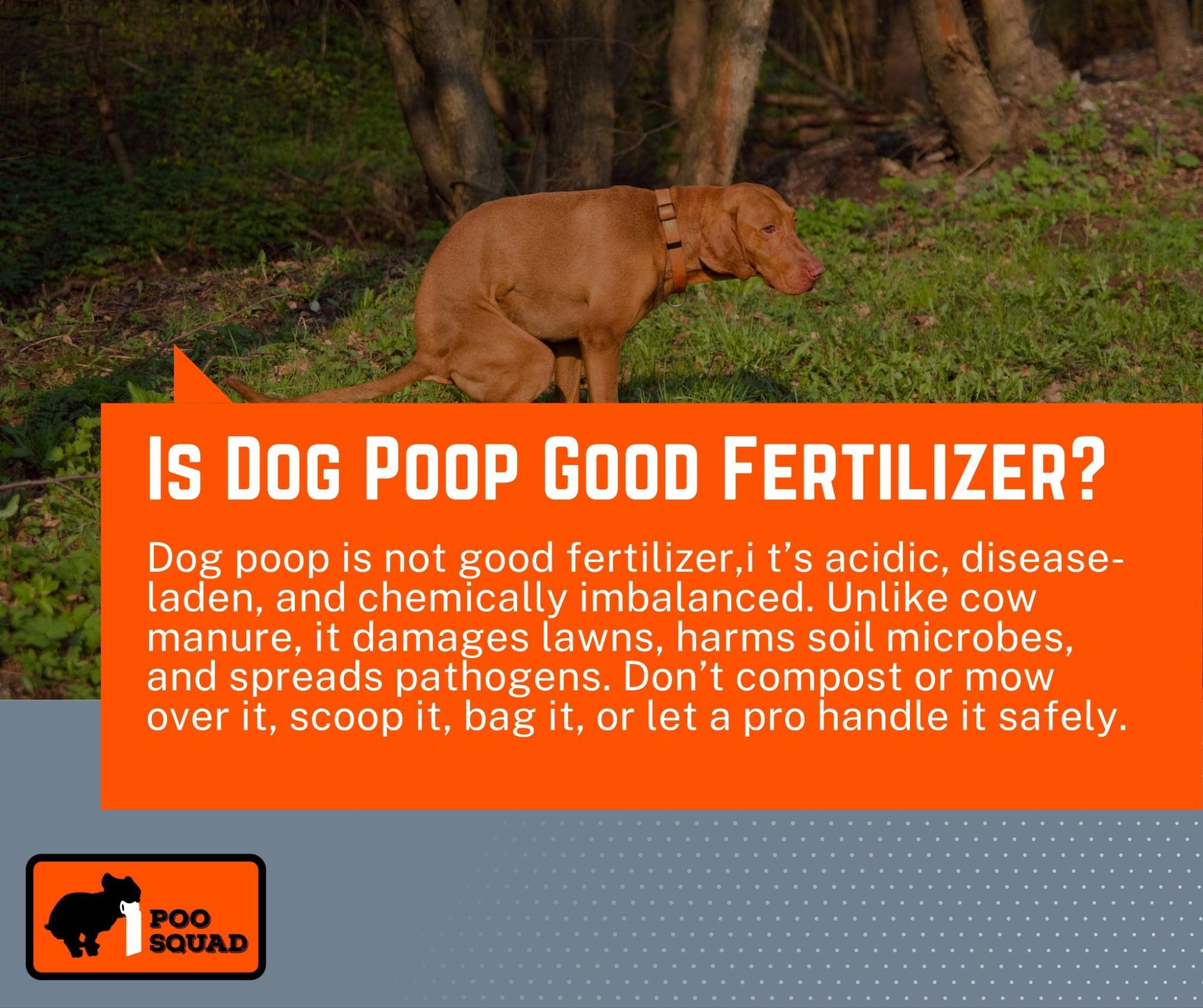 Dog Poop In Yard? Cleanup, Safety, And Prevention Tips for What Happens to Your Yard When Dog Poop Left Untreated for Months