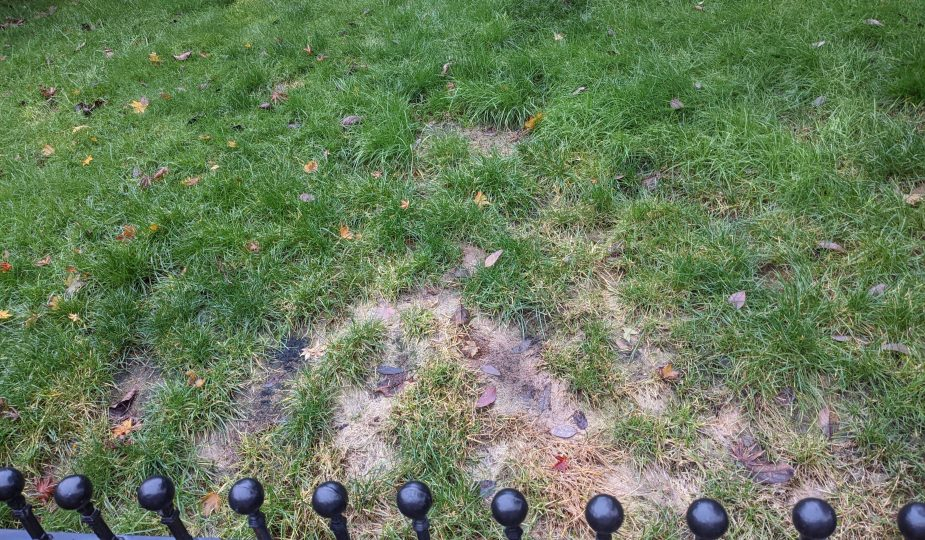 Effective Ways To Handle Dog Poop In Yard – Cwg Magazine in Yard Full Of Dog Poop
