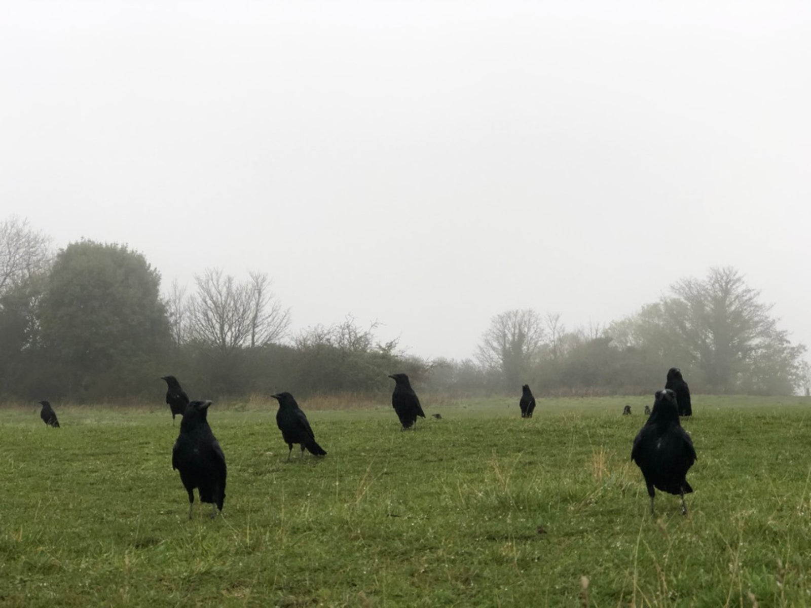 Grass And Crows: How To Stop Lawn Damage From Crows | Gardening Know How inside How Do I Get Rid Of Crows In My Yard