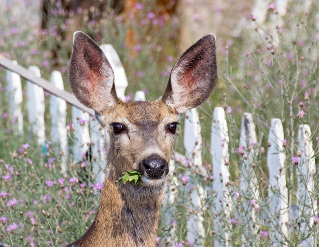 How High Can A Deer Jump? (And What Fences Work) - World Deer inside How to Choose the Right Fence Height When Deer Can Jump Up to Twelve Feet