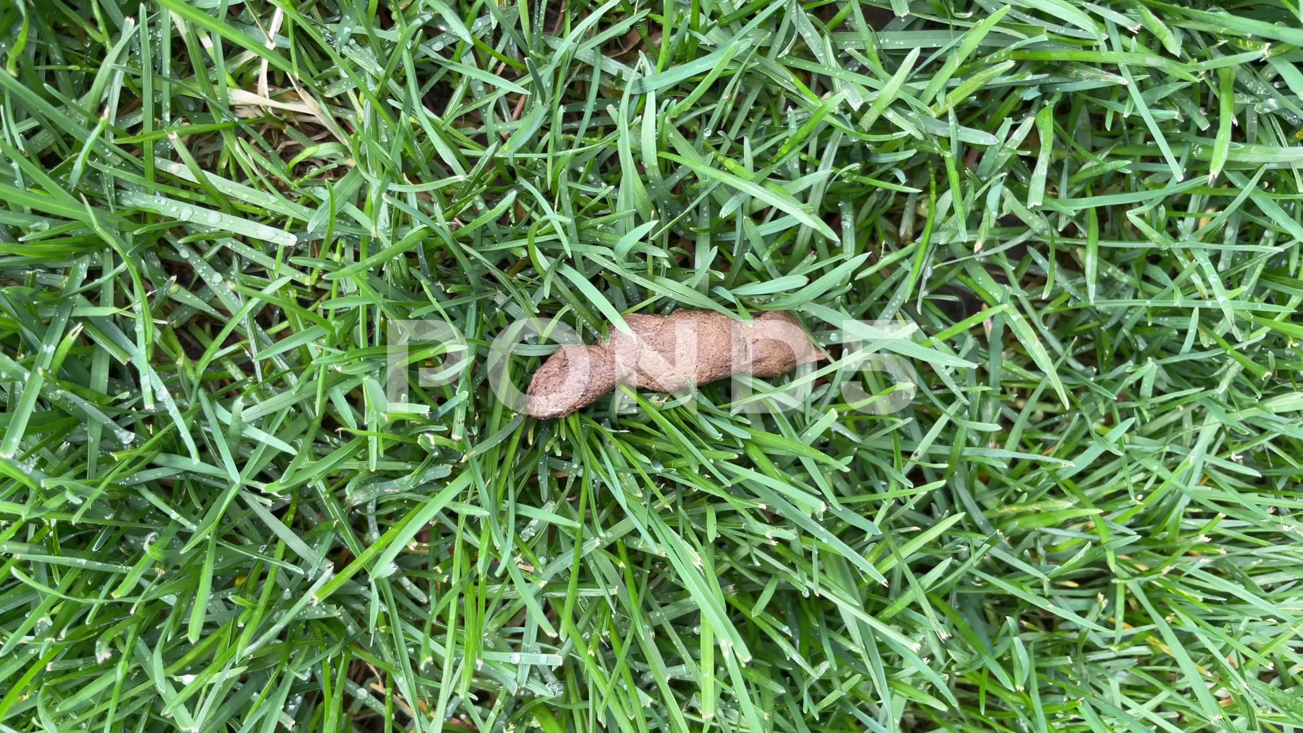 How To Get Dog Poop Out Of The Yard At Ebony Dunlop Blog inside Yard Full Of Dog Poop