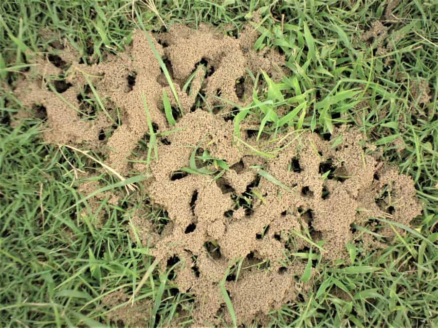 How To Keep Ants Out Of Lawn | Beatpests pertaining to What Experts Recommend for Removing Ant Colonies from Your Yard