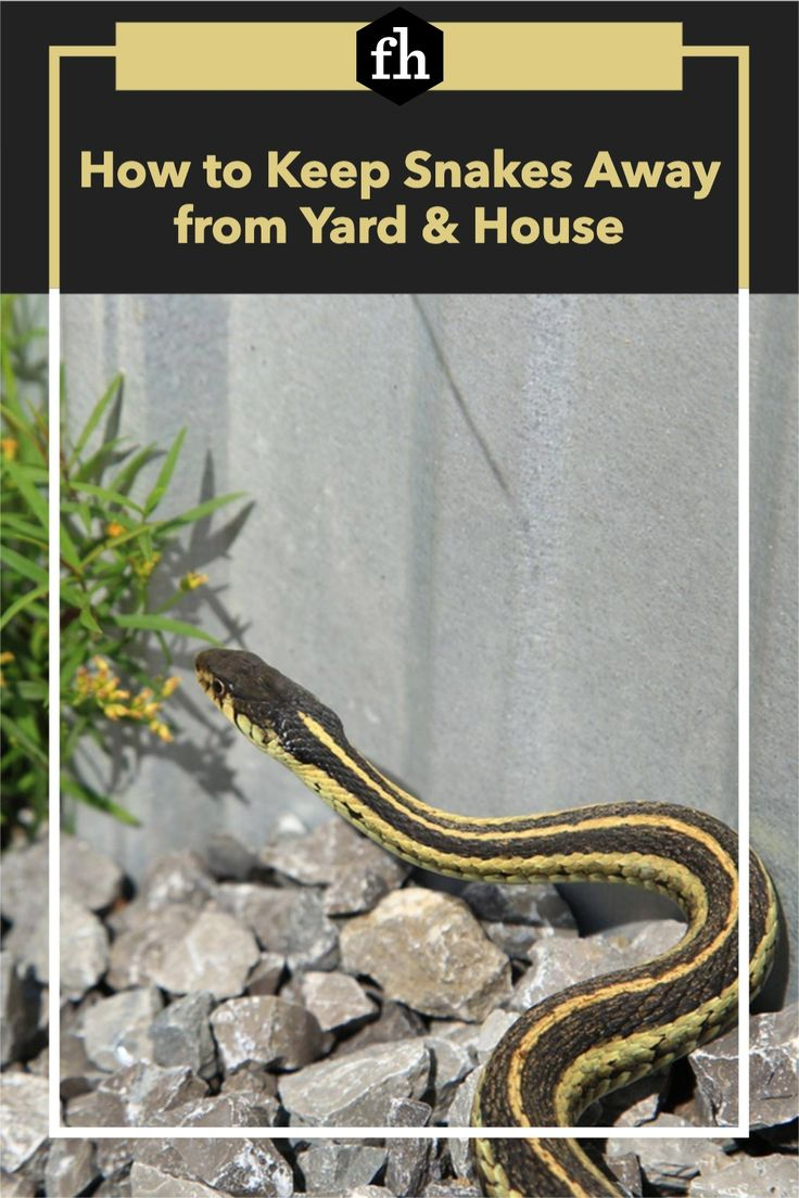 How To Keep Snakes Out Of A Yard At Sue Shade Blog throughout How To Keep Rattlesnakes Away From Your Yard