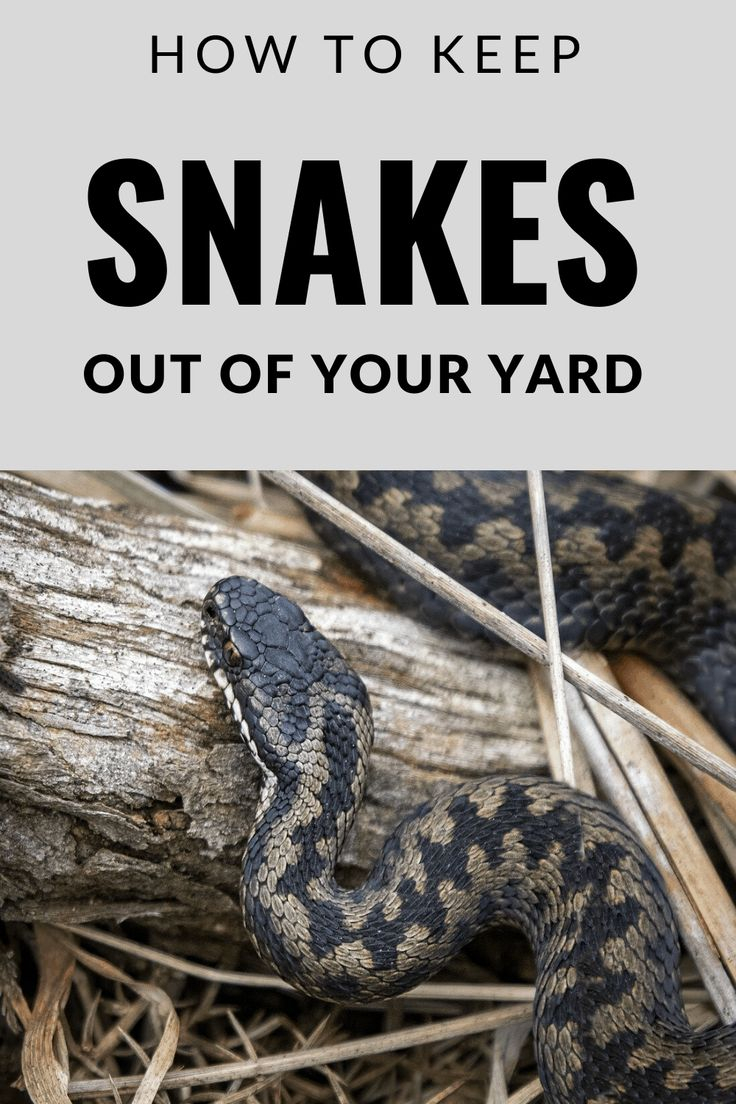How To Keep Snakes Out Of Your Yard For Greater Peace Of Mind Outdoors ... with regard to What Really Works for Keeping Rattlesnakes Out of Your Garden