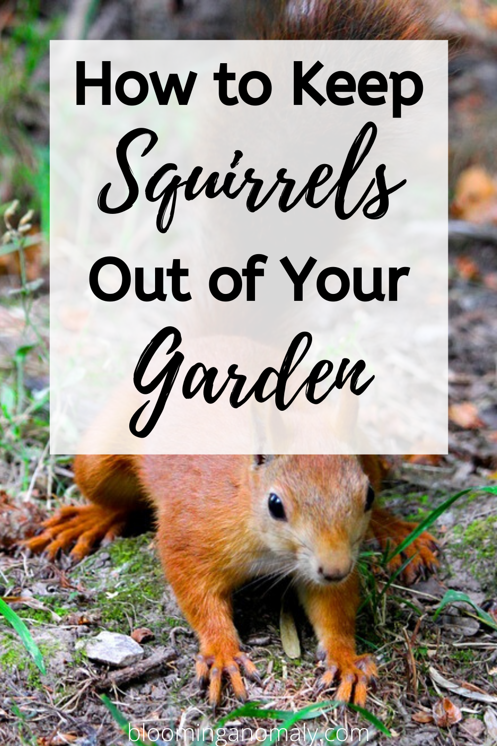 How To Keep Squirrels From Digging In Your Garden At Frances Garrison Blog with regard to Simple Household Items That Keep Squirrels Out of Your Yard Without Harm