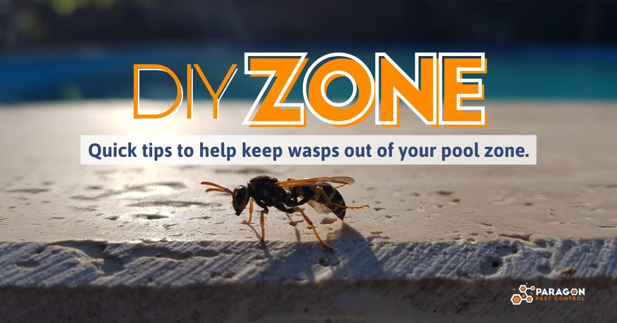 How To Minimize Paper Wasp Activity Around Pools | Diy Tips pertaining to How to Keep Wasps Out of Your Pool Using Decoy Nests and Smart Landscaping