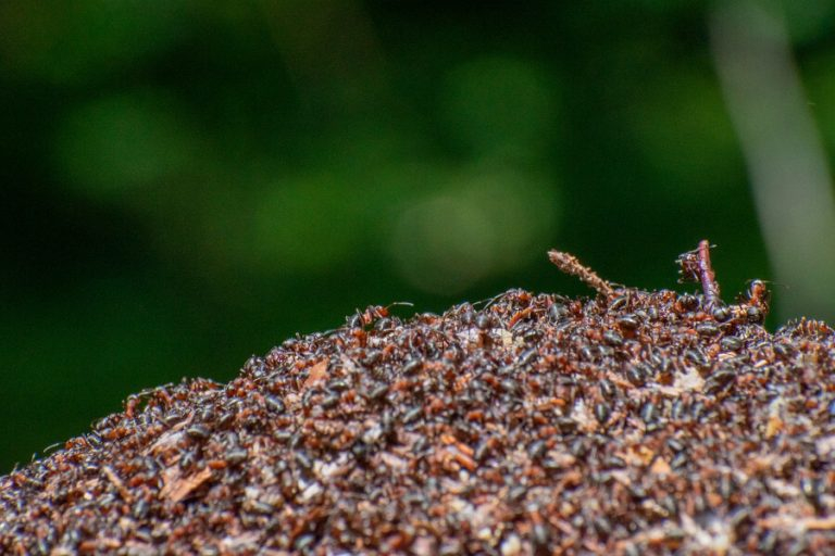 How To Rid Your Lawn Of Ant Hills And Still Save Your Grass - Yardthyme.com within What Experts Recommend for Removing Ant Colonies from Your Yard