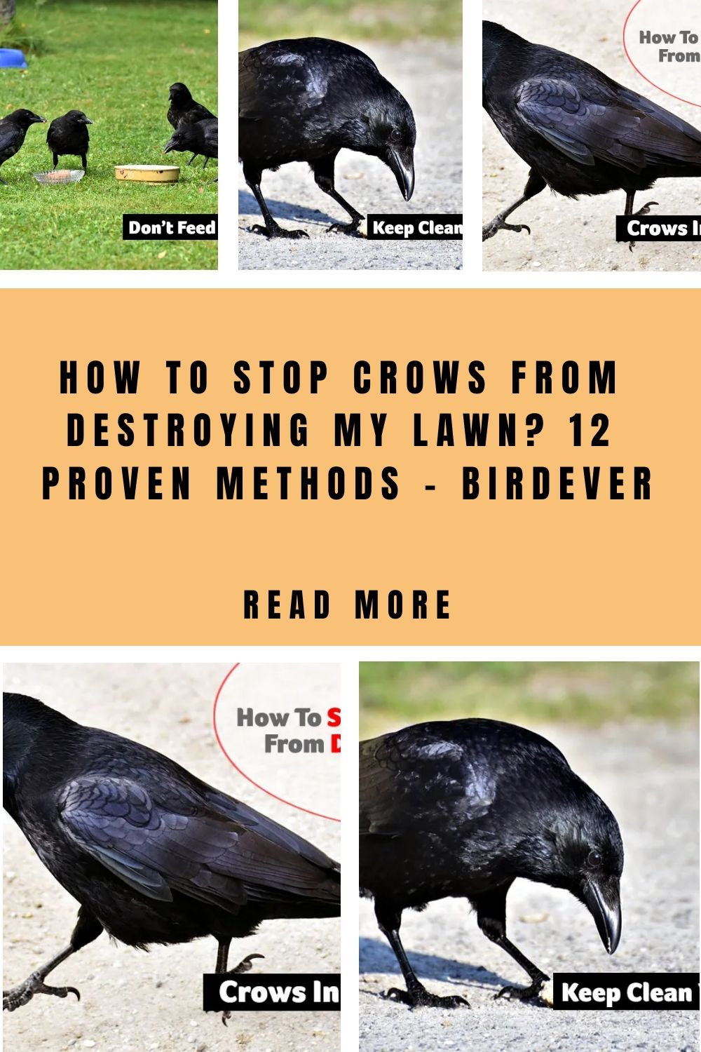 How To Stop Crows From Destroying My Lawn? 12 Proven Methods - Birdever ... for How Do I Get Rid Of Crows In My Yard