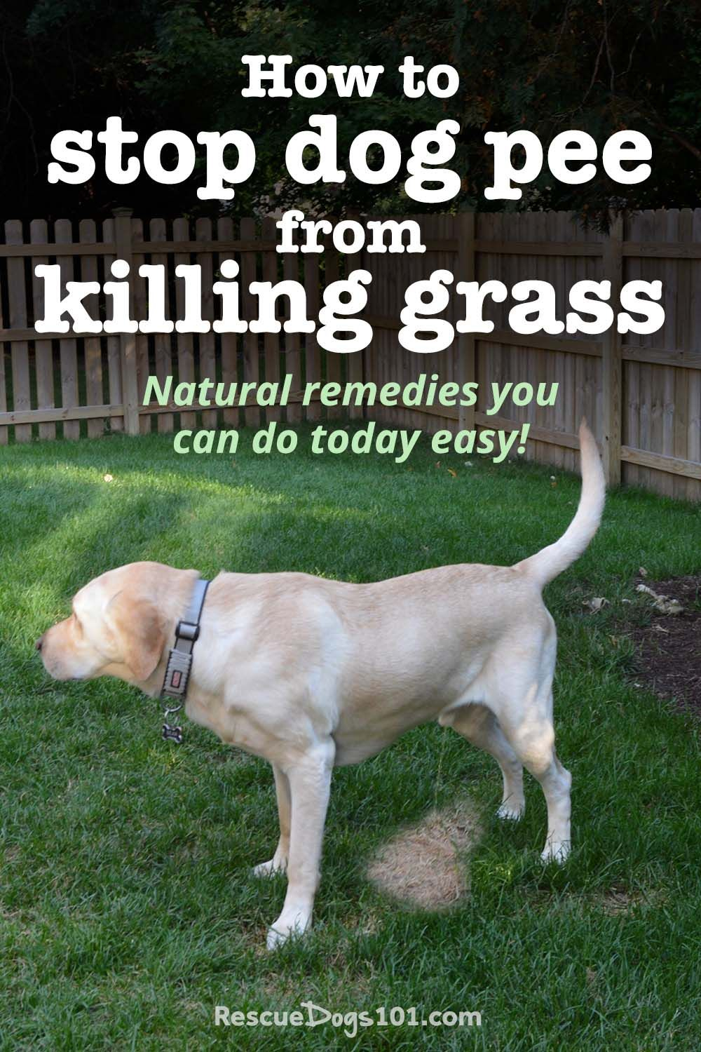 How To Stop Dog Urine From Killing Grass Naturally | Dog Urine, Dog ... with regard to How To Get Rid Of Dog Urine Smell In Backyard