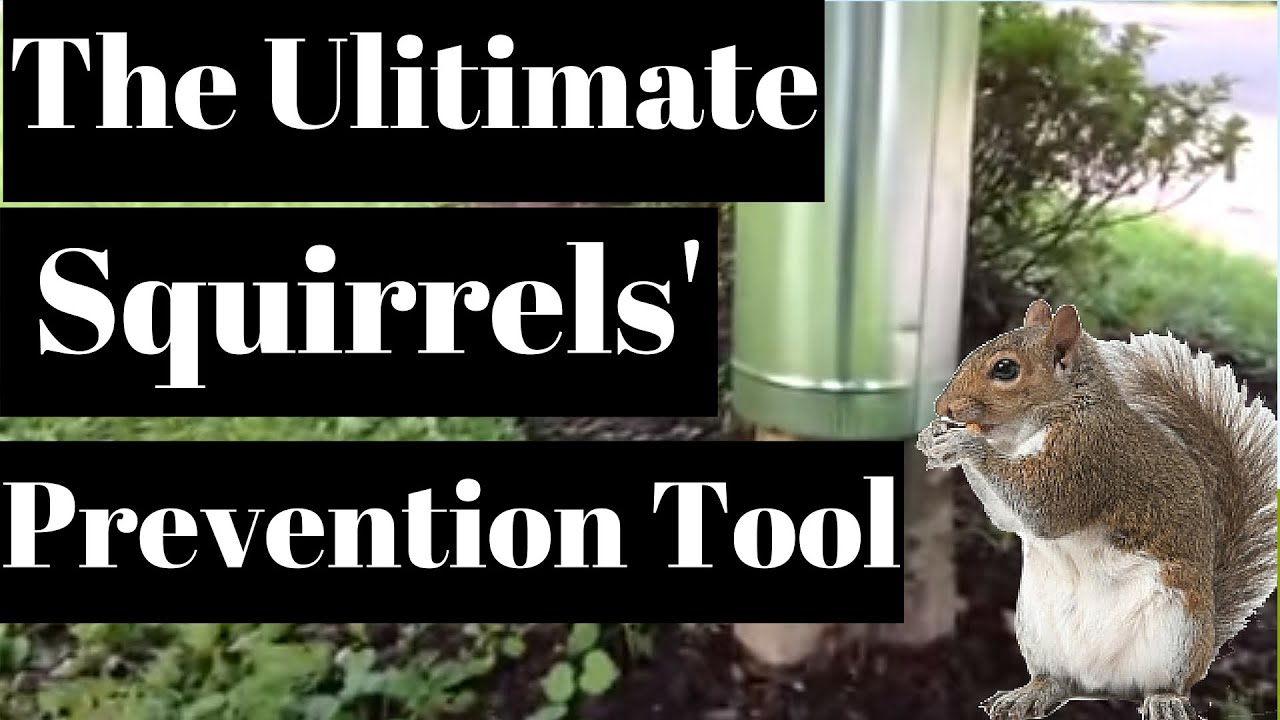 Keep Squirrels Out Of Garden for Simple Household Items That Keep Squirrels Out of Your Yard Without Harm