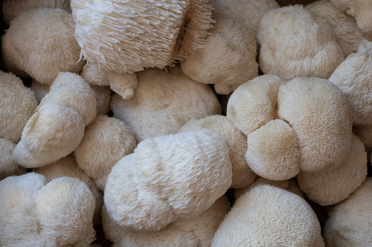 The Beginner's Guide To Harvesting Mushrooms | Grocycle pertaining to How To Rid Yard Of Mushrooms