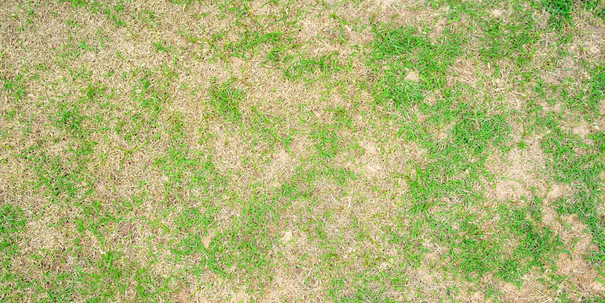 This Is Why Your Lawn Looks So Much Worse Than Your Neighbors' - Aol for Why Your Lawn Resembles a Lunar Landscape and How to Flatten It