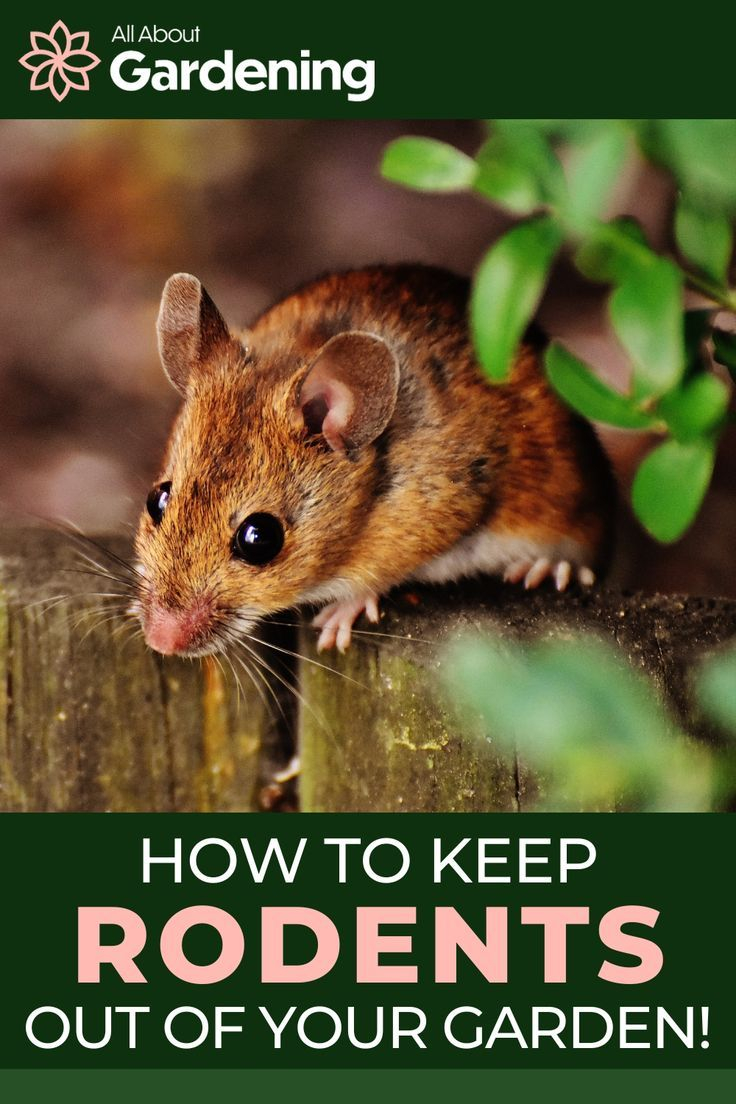 How Can I Keep Mice, Rats, Or Other Rodents Out Of My Garden? | Plants ... inside How To Keep Mice Out Of Outdoor Cushions
