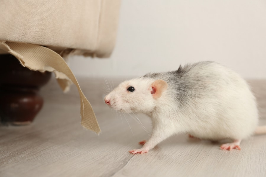 How To Keep Mice Out Of Furniture In Storage | Beatpests in What Researchers Know About Keeping Rodents Out Of Backyard Furniture