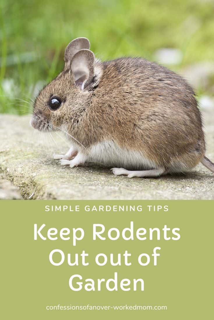 How To Keep Rodents Out Of The Garden Naturally And Safely regarding What Researchers Know About Keeping Rodents Out Of Backyard Furniture