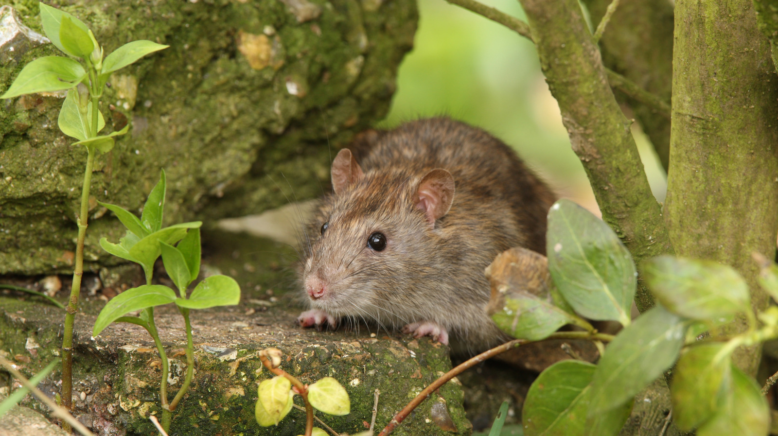 The Relaxing Scent That Can Help Keep Rats Out Of Your Yard intended for What Researchers Know About Keeping Rodents Out Of Backyard Furniture