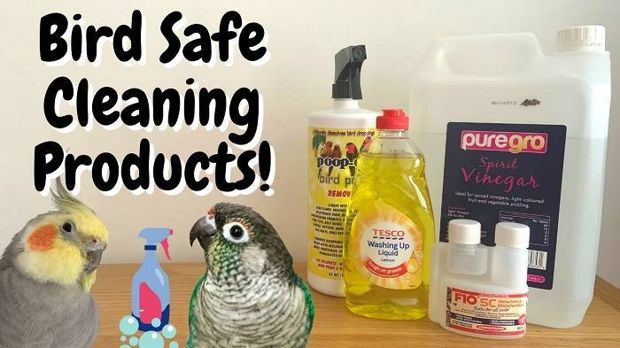 6 Quick And Easy Bird Cage Cleaning Hacks Every Bird Owner Should Know in Outdoor Furniture Pest Control Tips