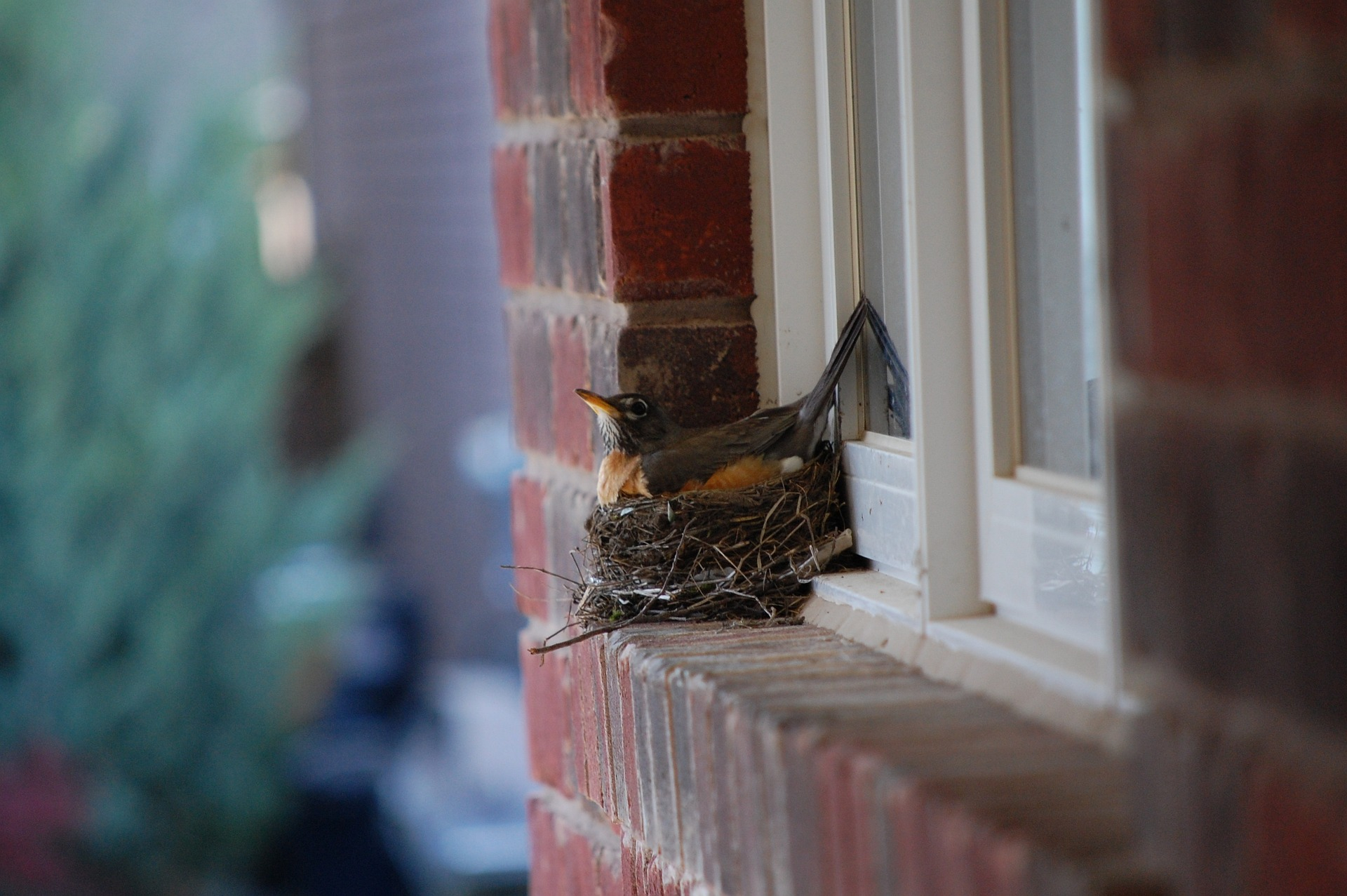 How To Stop Birds From Building Nests On Your House – Chirp Nature Center within Outdoor Furniture Pest Control Tips