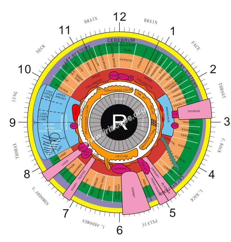 Iridology Chart Right Eye – Maikong Iridology Camera - Iriscope-Leading ... within The hidden mechanics behind choosing the right screw for your outdoor living space