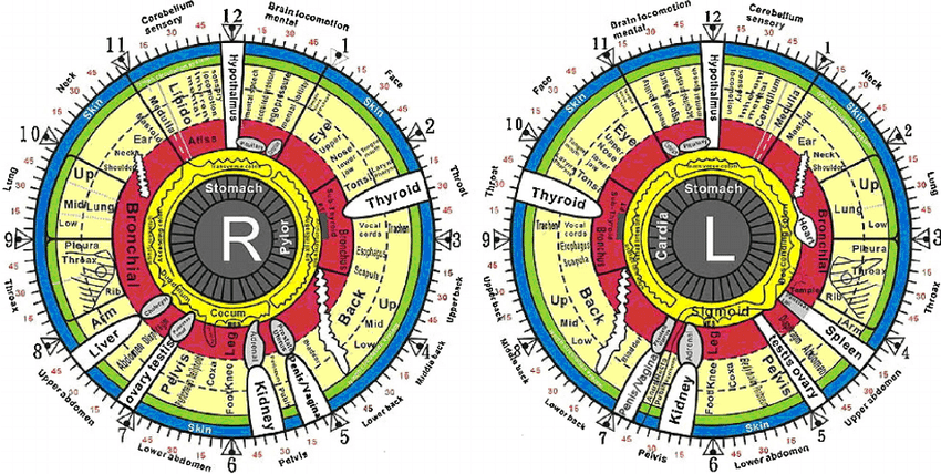 The Iridology Chart For Both The Right And Left Irises. | Download ... with Using Deck Screws For Composite Decking